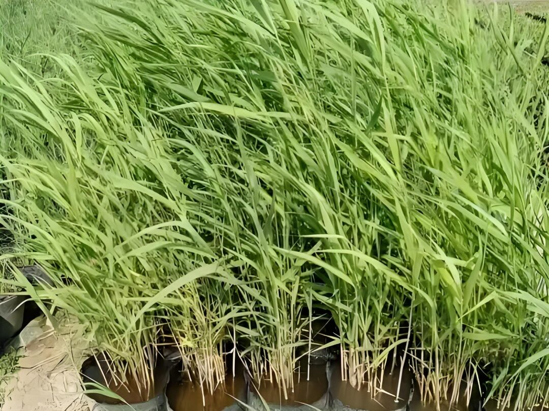 常见的开云球赛_开云球赛中国有限公司原料特点分析插图3 常见的开云球赛_开云球赛中国有限公司原料特点分析插图3